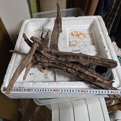 流木　40cm超