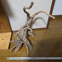 流木　40cmの画像