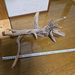 流木　40cm