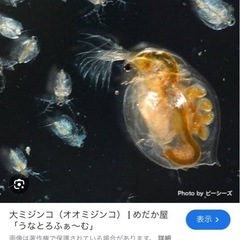 オオミジンコ