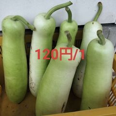 美味しい夕顔