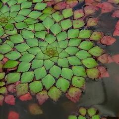 水草 ウォーターダイヤ 1株