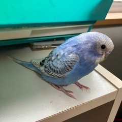 探してます。迷子