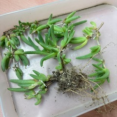 多肉植物：耐寒性マツバギクの画像