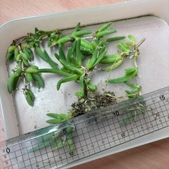 多肉植物：耐寒性マツバギクの画像