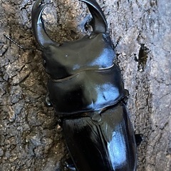 オオクワガタ　74ミリペア　奈良輪川西