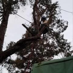 伐採作業など承ります。