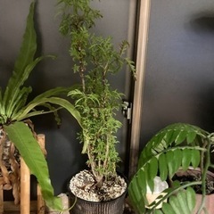 【20%オフ　5/15】ポリシャス　観葉植物　生活雑貨 家庭用品...