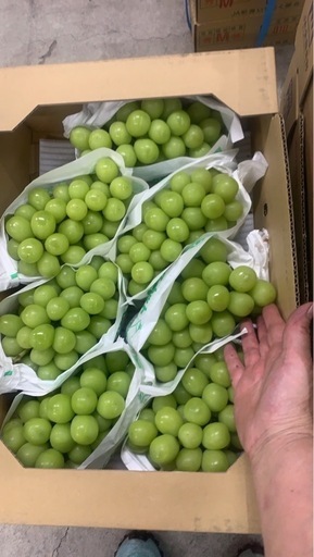 シャインマスカット5kg 13000円