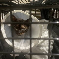 2ヶ月齢くらい　黒猫