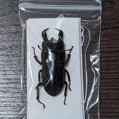 天然ダイオウヒラタクワガタ標本