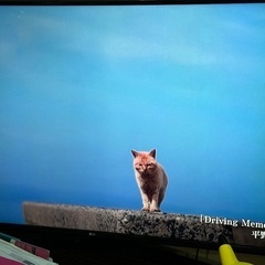 🌼😃 (美品)LG電子　4K 55型 LED LCD TV 39,900円(美品)テレビ(テレビ台付)🌸🌈の画像