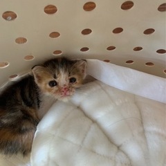 生後約1ヶ月の三毛猫の里親を募集しています。