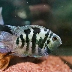 熱帯魚　ブルータイガーパロット稚魚　6匹