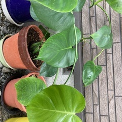 モンステラの画像