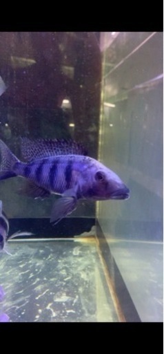 熱帯魚　アフリカンシクリッド  フッソクロミス　ロストラータス　WILD 約15センチ　写真個体販売