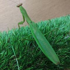 天然オオカマキリ♀単品
