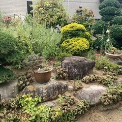 庭石や花　欲しいの持って行って下さい
の画像