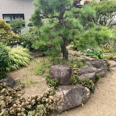 庭石や花　欲しいの持って行って下さい
の画像