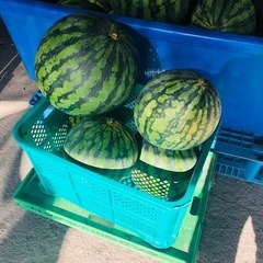 【2コンテナ限定】大玉西瓜コンテナ売り
