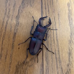 【大幅値下げ】ノコギリクワガタ【オスメスペア】の画像