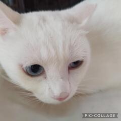 真っ白のオッドアイ★1歳半★慣れ猫ちゃん