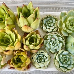 多肉植物セット　詰め合わせ多肉　韓国苗　エケベリア