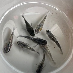 メダカ【コアラ(クラウドグレー×ラメ王)】若魚　５匹の画像