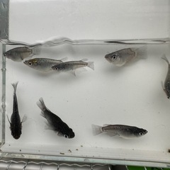 メダカ【コアラショート(ダルマ)】若魚　５匹
