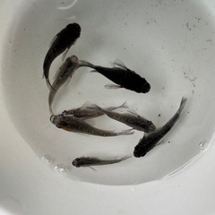 メダカ【コアラ(クラウドグレー×ラメ王)】若魚　５匹の画像