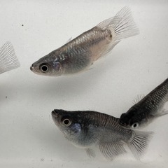 メダカ【コアラ(クラウドグレー×ラメ王)】若魚　５匹の画像