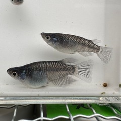 メダカ【コアラ(クラウドグレー×ラメ王)】若魚　５匹の画像