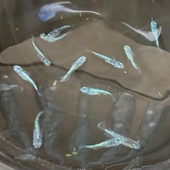 緑光ラメ　改良メダカ　若魚5匹の画像