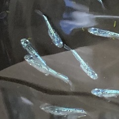 緑光ラメ　改良メダカ　若魚5匹