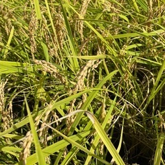 【お取引終了】
①令和6年産9月収穫　お米コシヒカリ　減農薬　低温保存