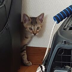 【キジトラ男の子・たいちくん・さとるくん】妊娠した野良猫を保護→出産 