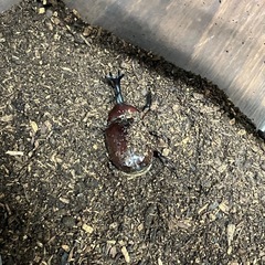 カブトムシ