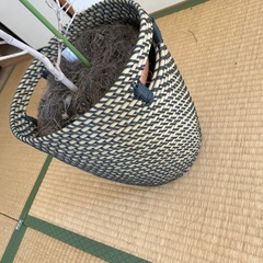 IKEA 鉢カバーと枯れ木の画像