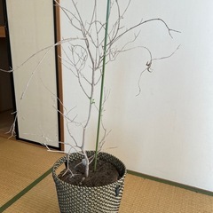 IKEA 鉢カバーと枯れ木