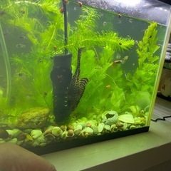 グッピー成魚♂♀セット妊婦さん100円プラス