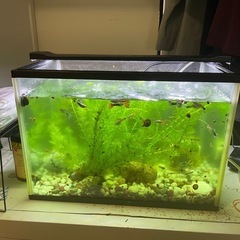 グッピー成魚♂♀セット妊婦さん100円プラスの画像