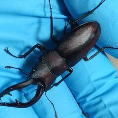 ２０２４年最後  ノコギリクワガタ&コクワクワガタ差し上げます❗️