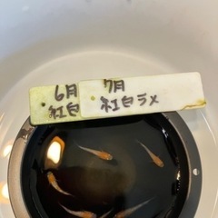 紅白ラメメダカの稚魚（1センチ前後）.若魚！ 10匹500円🉐➕いるだけサービスします‼️の画像