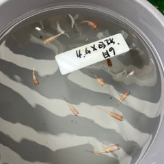 紅白ラメメダカの稚魚（1センチ前後）.若魚！ 10匹500円🉐➕...