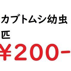 カブトムシ幼虫1匹200円