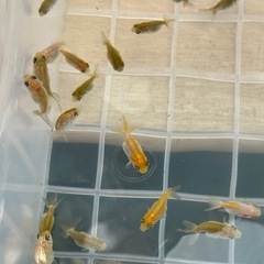 金魚の王様らんちゅうの画像