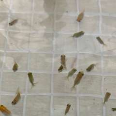 金魚の王様らんちゅうの画像