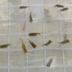 金魚の王様らんちゅうの画像