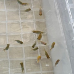 金魚の王様らんちゅうの画像