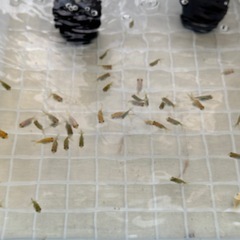 金魚の王様らんちゅう